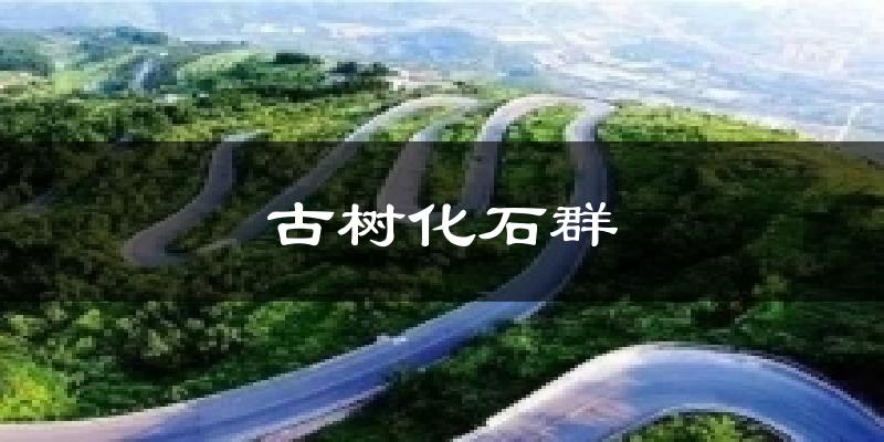 古树化石群气温